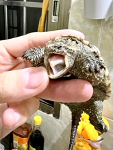 鳄龟爆刺幼苗凶猛正宗纯佛北美小鳄龟活体杂佛爆刺鳄龟宠物活体