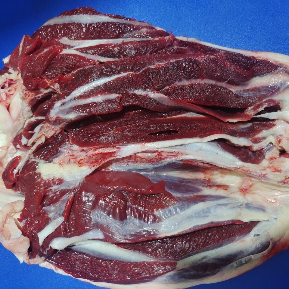 清真 青海藏系列牛腱子生牛肉牛肉新鲜牦牛肉牛肉健身