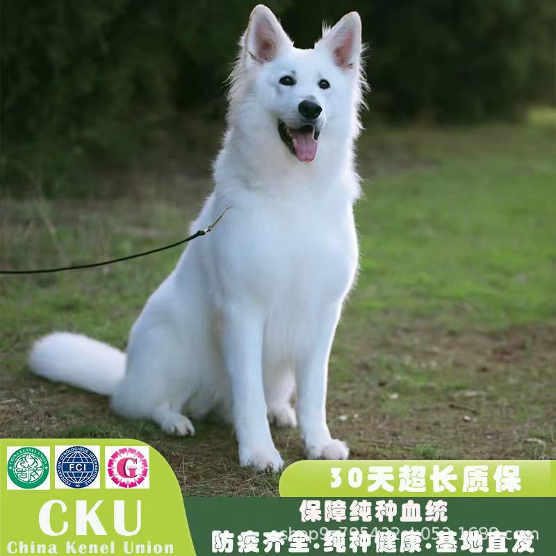 批发纯种瑞士牧羊犬活体幼犬狼狗纯白德国牧羊犬宠物犬宠物狗出售