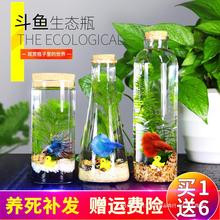 生态瓶鱼微景观免换水斗鱼瓶生态鱼瓶水族宠物斗鱼活体专用缸diy