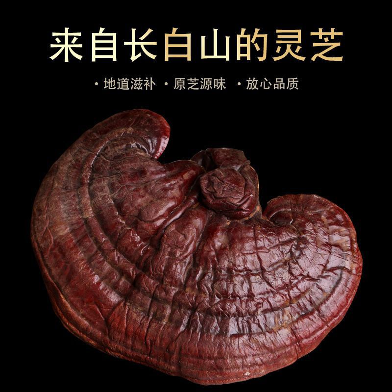 长白山灵芝整枝紫灵芝泡酒煲汤灵芝片泡酒料半野生林芝500g250克
