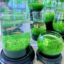 水培生态瓶桌面摆件微景观绿植小型鱼缸四季水籽玻璃瓶造景