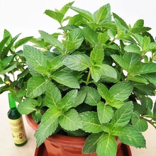大薄荷香味盆栽泡茶可食用驱蚊绿植阳台室外植物九层塔罗勒金不换