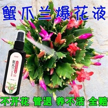 快速开花】蟹爪兰专用肥营养液催花肥料免稀释拯救黄叶生根有机肥