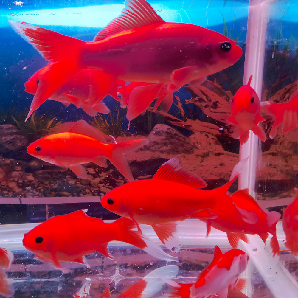 冷水鹦鹉观赏鱼冷水血鹦鹉鱼长尾纯种招财鱼苗好养不死耐活红鹦鹉