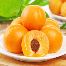 陕西凯特大黄杏3斤5斤新鲜包邮应当季孕妇水果酸甜杏子