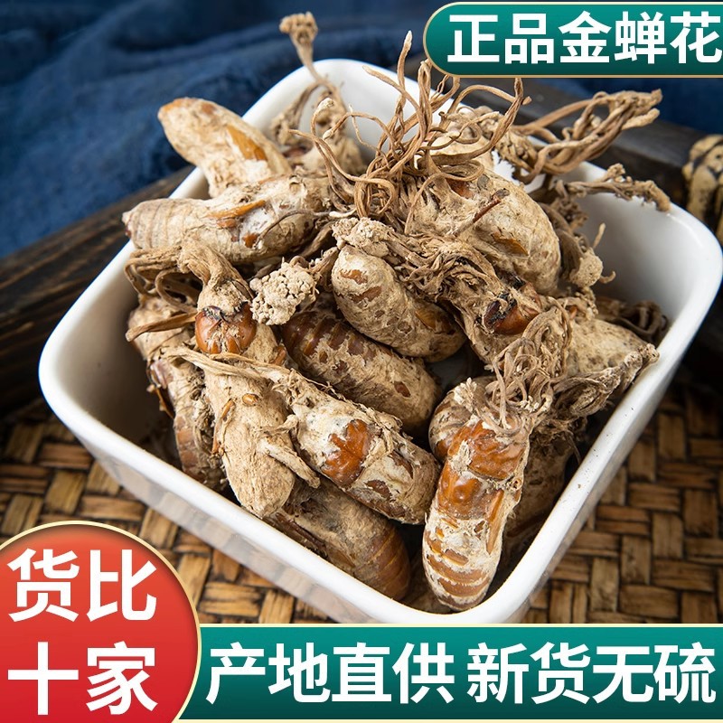 【真野生】金蝉花新货金蝉花金蟾花虫草孢子粉知了花金蚕花粉