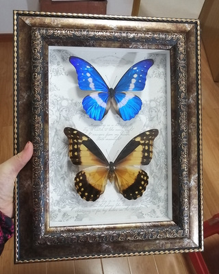 蝴蝶标本欢乐女神大蓝闪蝶欧式玻璃罩相框摆件生日情人节礼物