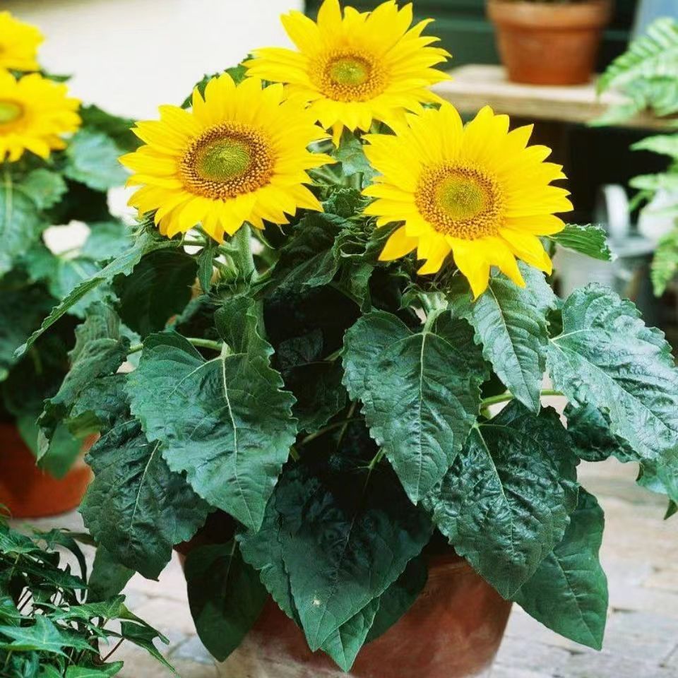 矮生向日葵种子四季播观赏矮杆向日葵室内户外庭院盆栽花卉植物种