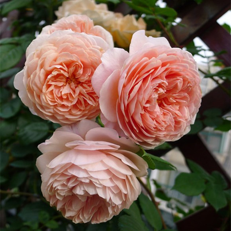 威廉莫里斯月季-威廉莫里斯月季厂家,品牌,图片,热帖-阿里巴巴