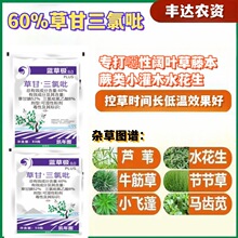 蓝极草60%草甘三氯吡氧乙酸非耕地杂草农药除草剂80克开荒灭除草