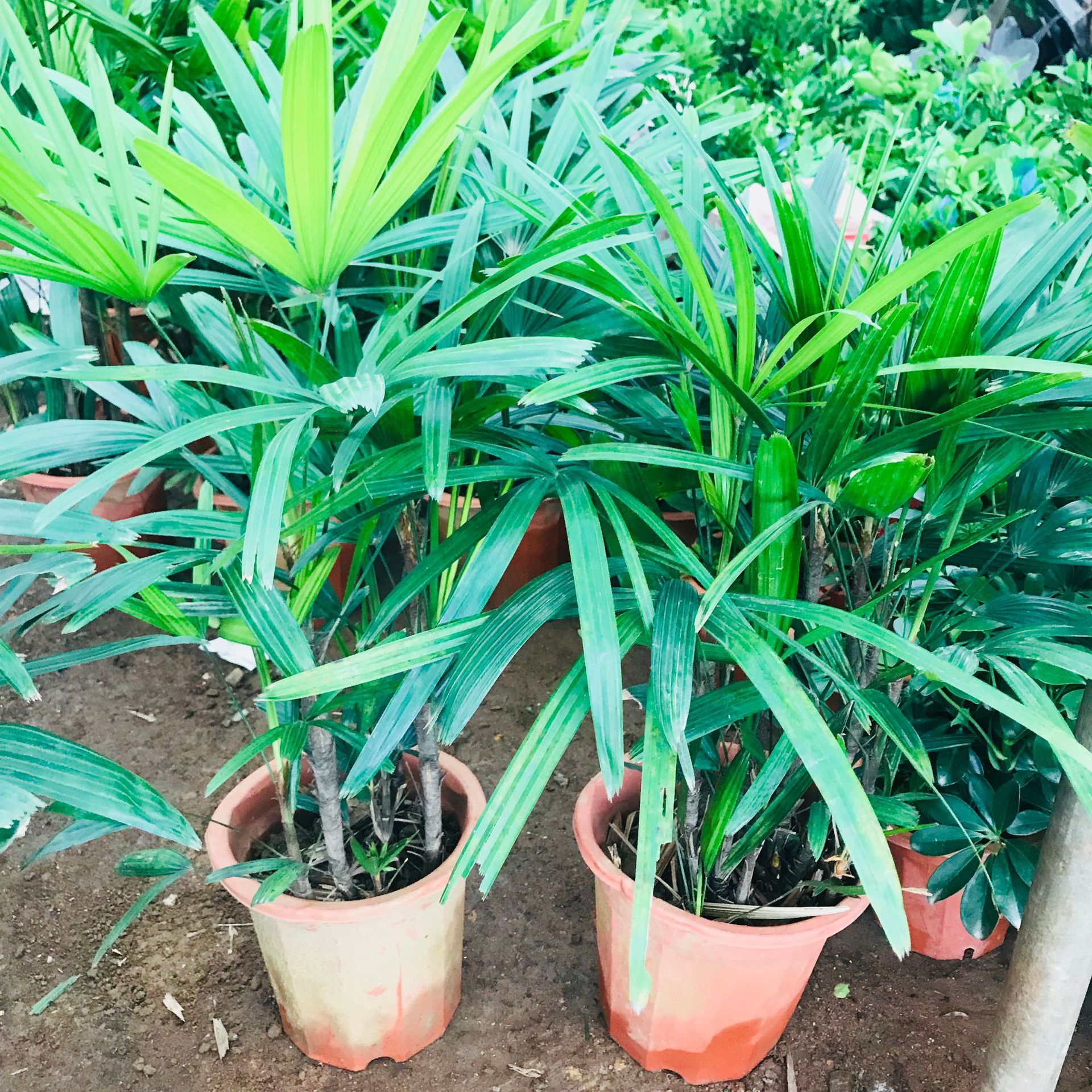 大棚销售室内盆栽 棕竹客厅办公室观叶绿植金山棕耐旱耐旱植物