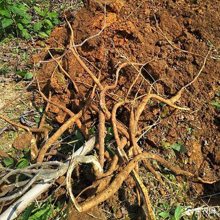 广西牛大力鲜条滋补煲汤料古大力金钟根粉薯泡酒料可配鸡骨草