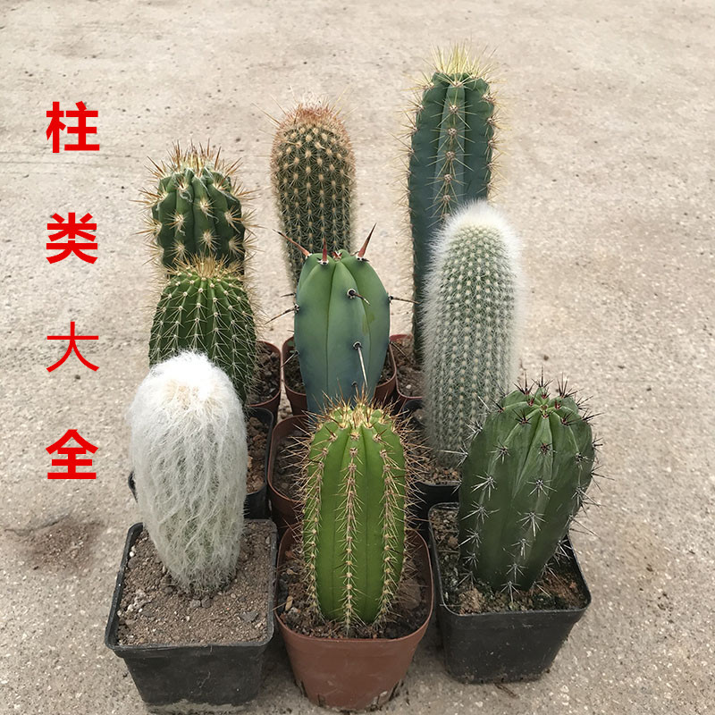 吹雪柱仙人