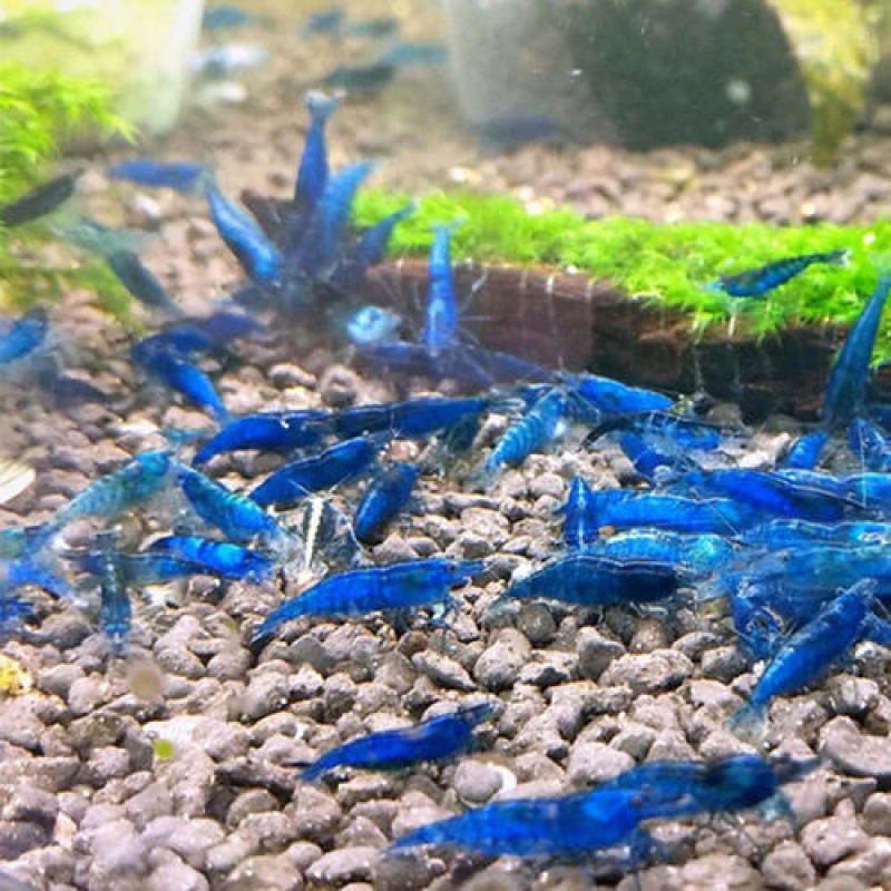 小龙虾虾苗小虾包邮兰色活体除藻蓝冷水观赏鱼虾观赏虾樱花虾蓝