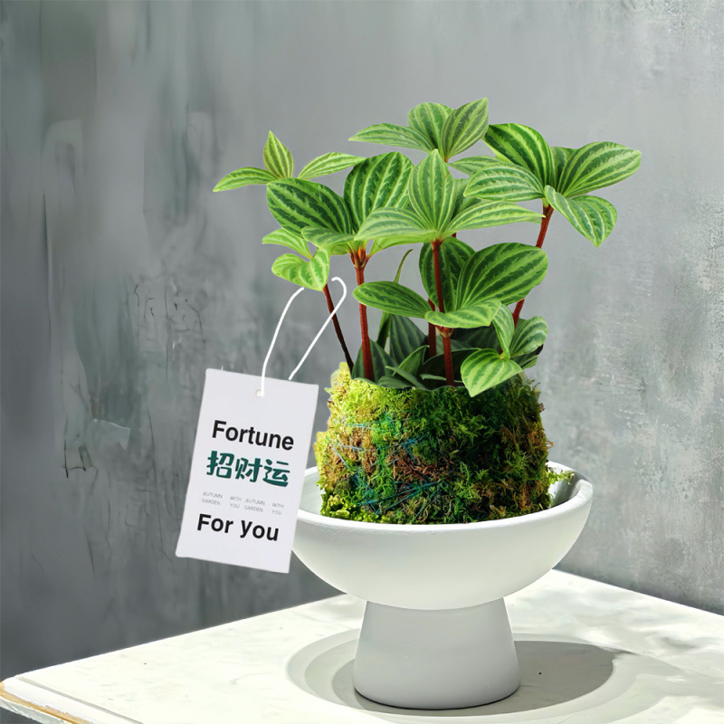 【轮叶豆瓣绿苔鲜球】办公室内盆栽新手好养植物可爱小绿植-阿里巴巴