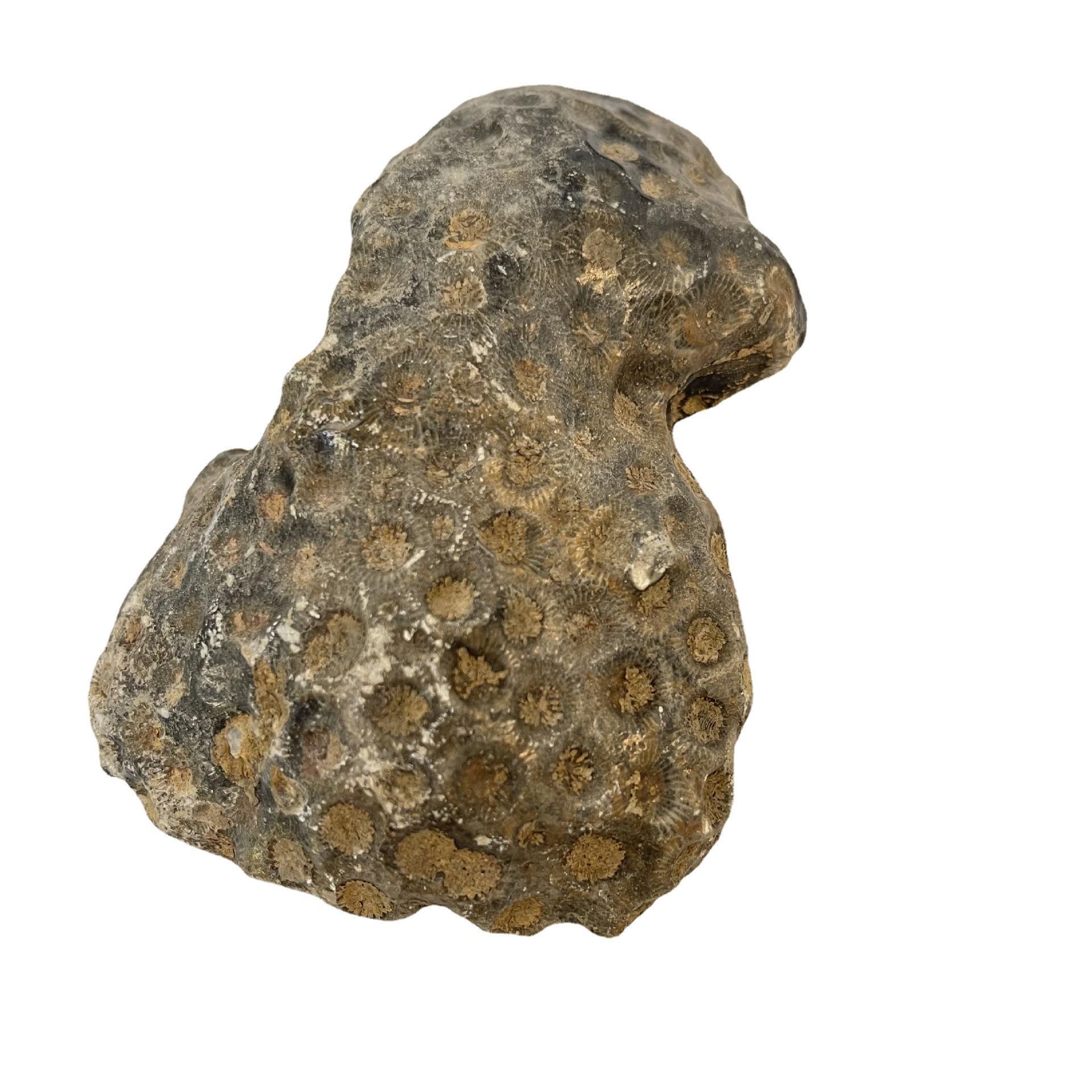 古生物化石蜂巢珊瑚 天然海洋化石轴管珊瑚 标本摆件