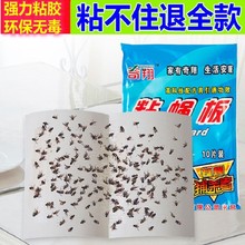 10片装大号强力粘蝇纸家用苍蝇药贴苍蝇沾灭捕捉器蚊子蝇子贴