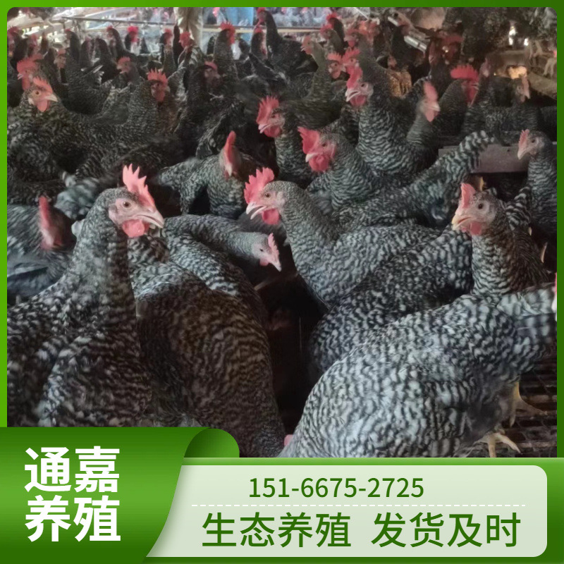 正宗汶上芦花鸡绿壳蛋鸡活体 脱温青年芦花鸡苗 土鸡蛋鸡批发价格
