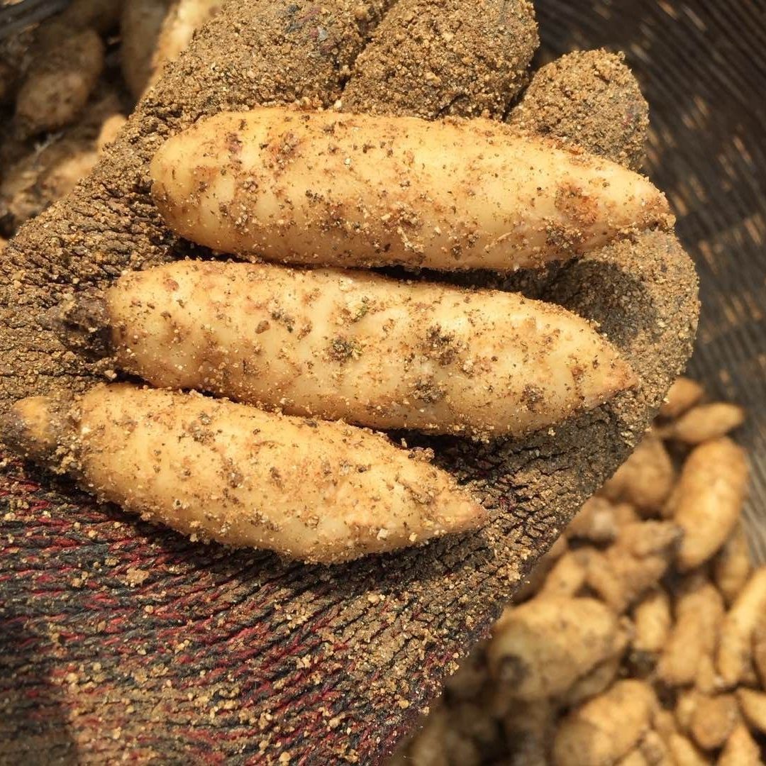 乌红杂交天麻-乌红杂交天麻厂家,品牌,图片,热帖-阿里巴巴