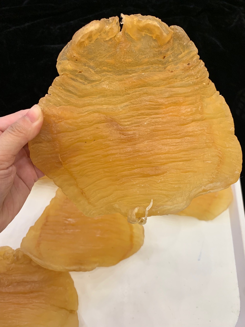 6两红鸡母 红鸡赤嘴母 广州实体批发鳘鱼胶花胶-阿里巴巴