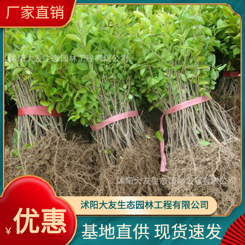 基地批发 自产自销女贞树苗 景区造景道路园林工程绿化苗