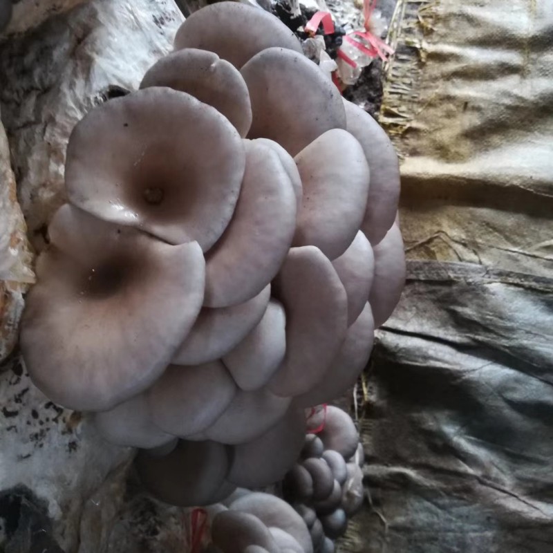 蘑菇种植包菌菇食用菌菌袋平菇菌棒菌种子菌包高产品质菌类家庭