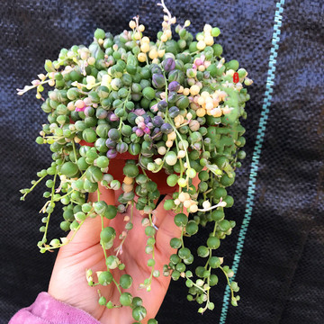 长款佛珠吊兰 紫玄月吊兰情人泪多肉植物佛珠多肉珍珠吊兰盆栽