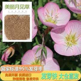公园景区花海美丽月见草种子花种产地批发园林地被植物工厂批发