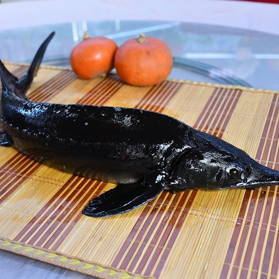 顺丰食用鲟鱼鳇鱼不腥新鲜鲟龙鱼生鲜软骨无刺鲜活体现泉水养殖