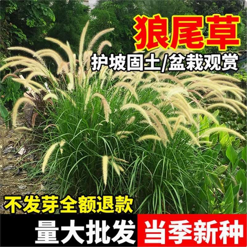 狼尾草种子紫穗狼尾草籽公园阳台观赏盆栽道路边坡河堤绿化草籽孑