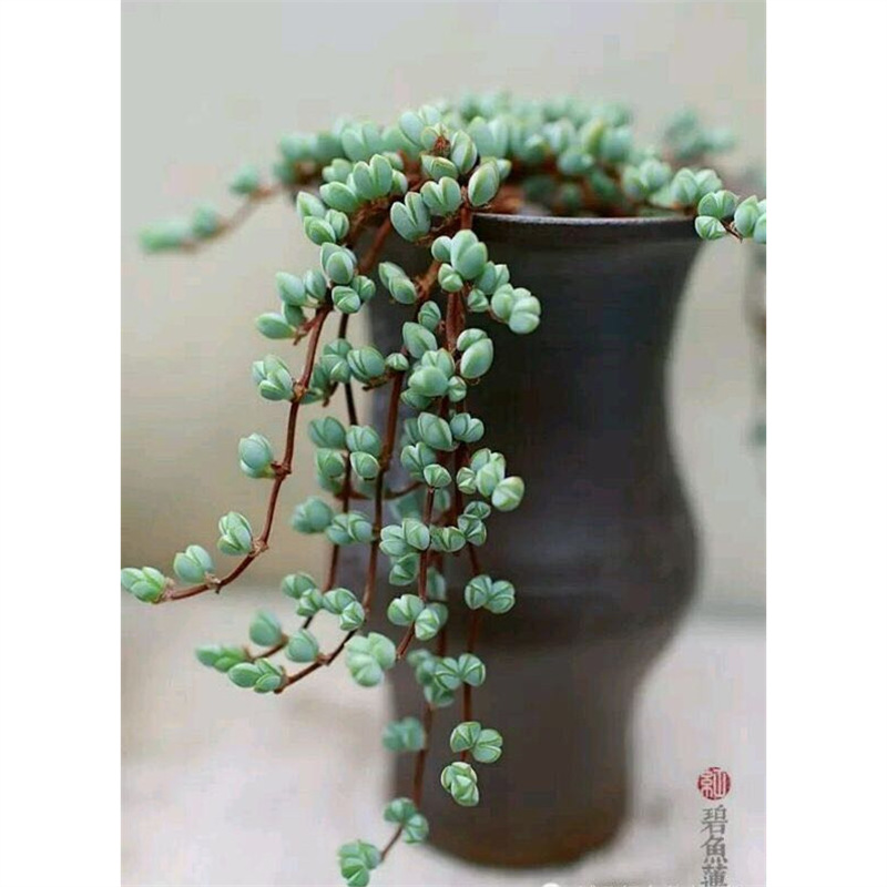 多肉植物组合盆栽碧玉莲吸财树老桩小球玫瑰山地玫瑰室内肉肉植物