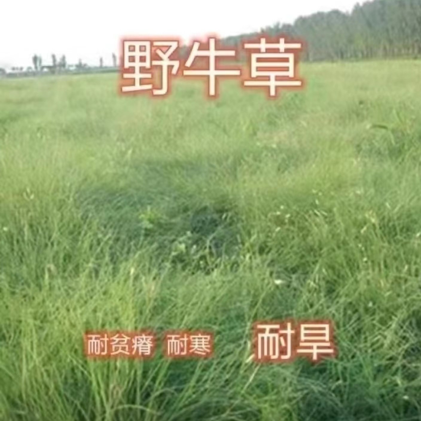 野牛草种子护坡草种固土草坪草种籽矮生四季长青耐旱耐寒可做牧草