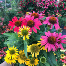 厂家批发 松果菊盆栽 花境花海用 宿根盆栽苗 绿化草花 紫锥花