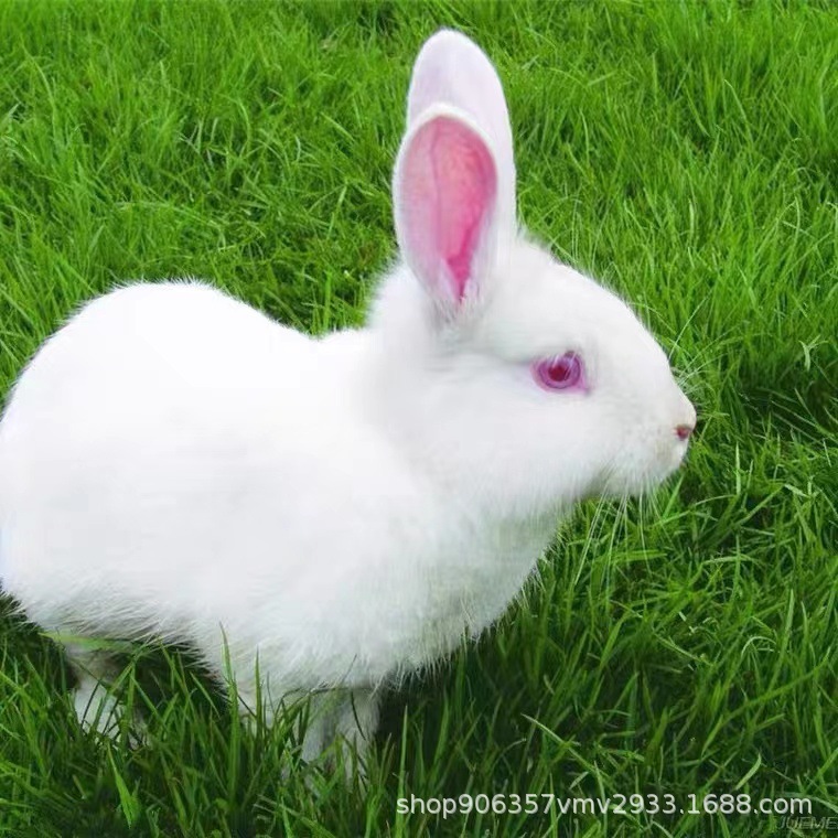 新西兰兔苗 新西兰种兔活苗活体 比利时种兔苗兔仔 兔子活物-阿里巴巴