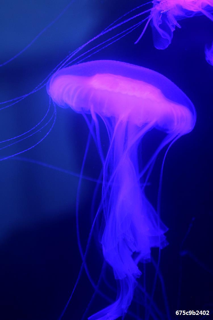 大西洋海刺水母活物体观赏天草水母梦幻神奇彩色透明海水好养宠物