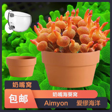 短须绿地毯海葵活体宠物珊瑚软体lps尼莫小丑鱼共生海葵海缸观赏