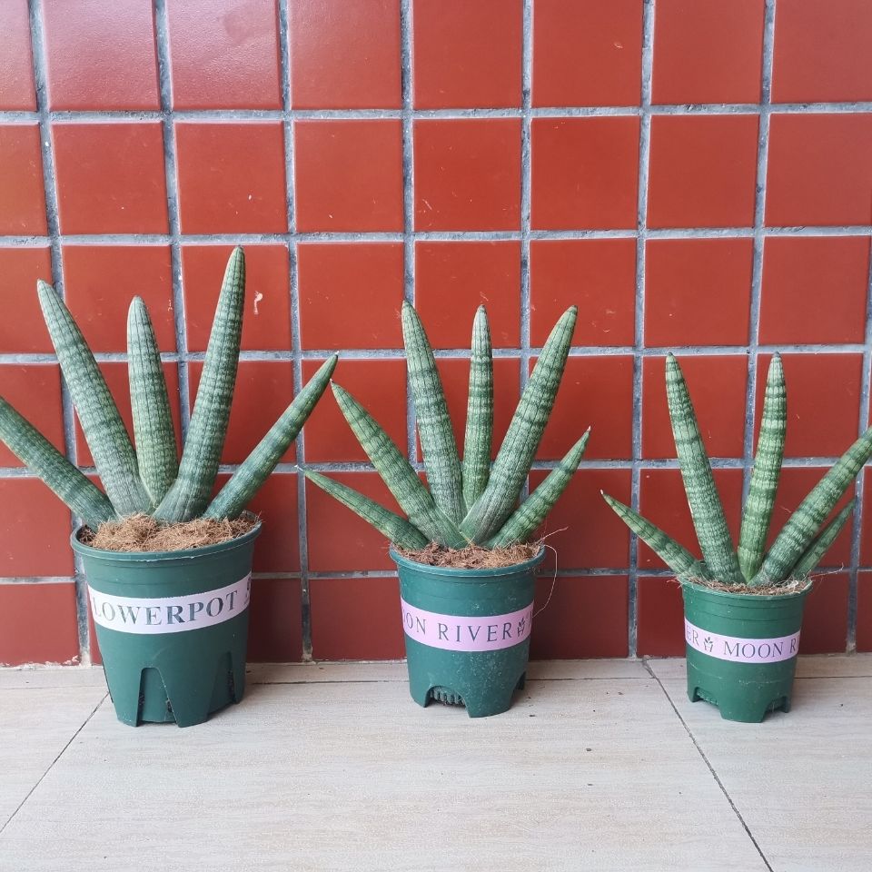 佛手虎皮兰批发室内盆栽多肉植物客厅办公室绿植除甲醛好养活