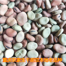 重庆干胡豆农家自种生新干胡豆本地小蚕豆新鲜罗汉豆8斤包邮