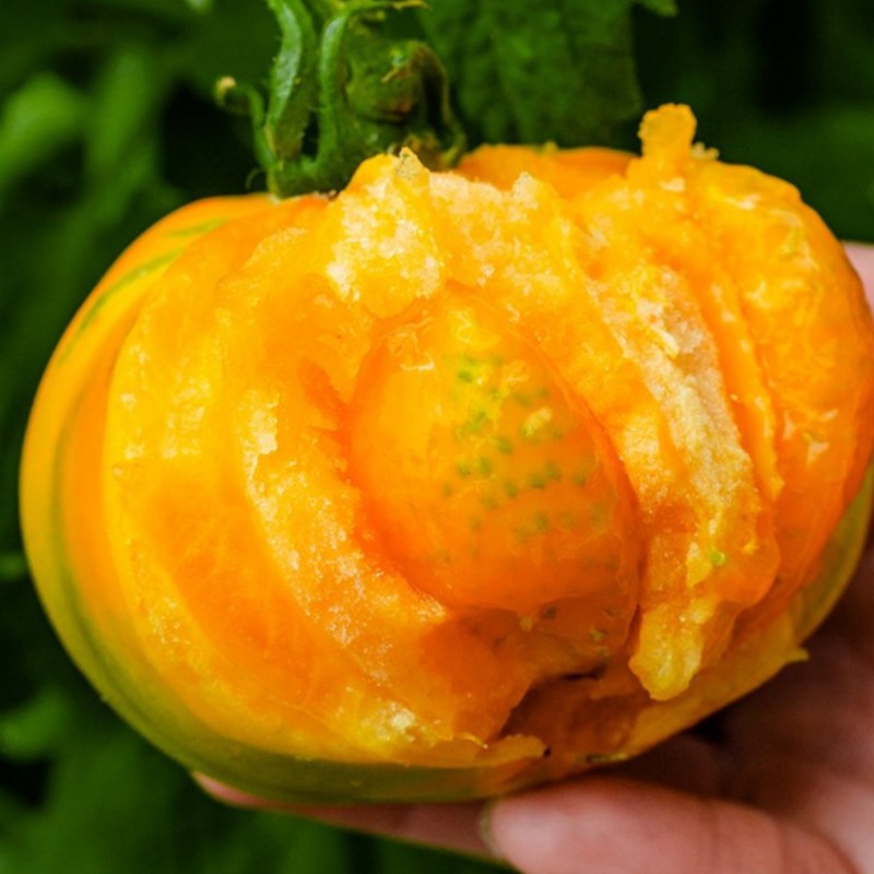 超甜沙瓤多汁大黄柿子种子老品种番茄水果西红柿籽阳台菜园蔬菜种