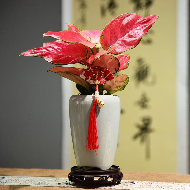 吉利红如意皇后竹芋盆栽室内耐荫四季好养绿植桌面万年青水培植物