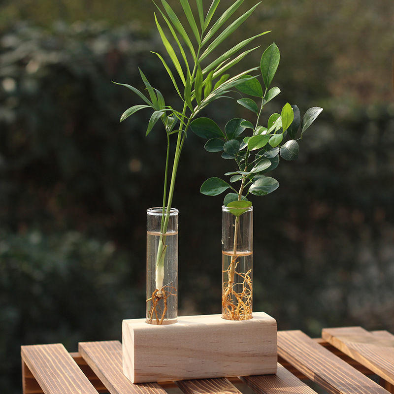办公桌绿植水培竹柏绿罗植物盆栽约创意室内玻璃管花瓶桌面摆件