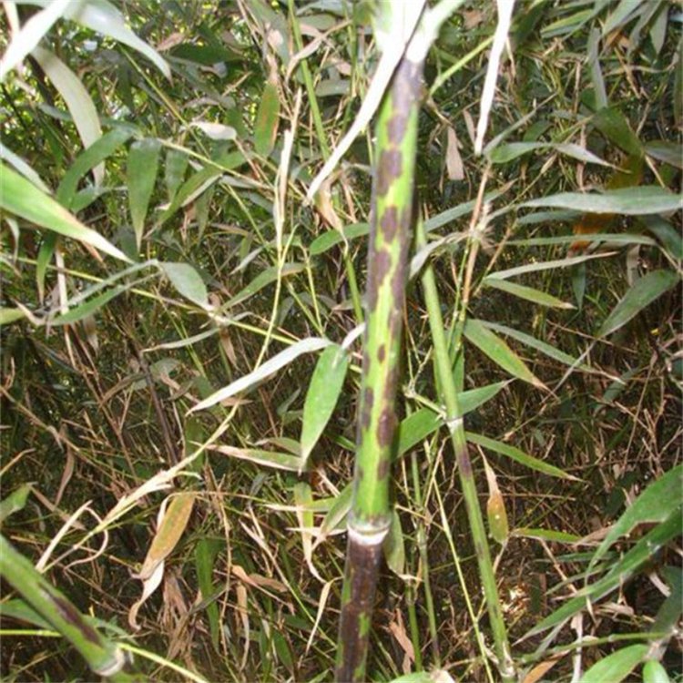 湘妃竹 又称斑竹庭院小区公园观赏种植景区园林地被植物-阿里巴巴