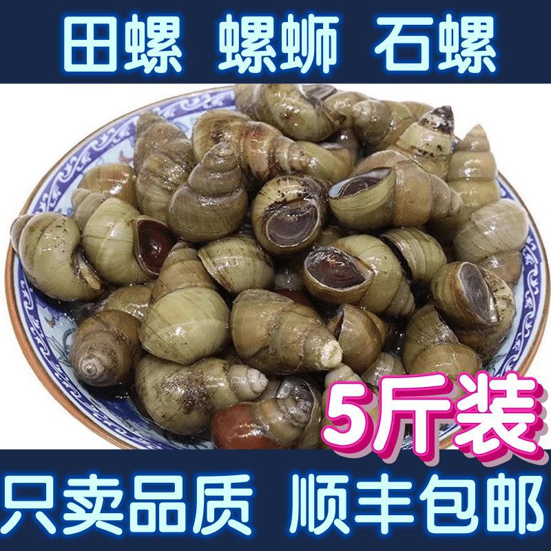 田螺新鲜螺蛳小石螺泥螺丝钓青鱼清水野生活体鲜活无泥沙包活剪尾