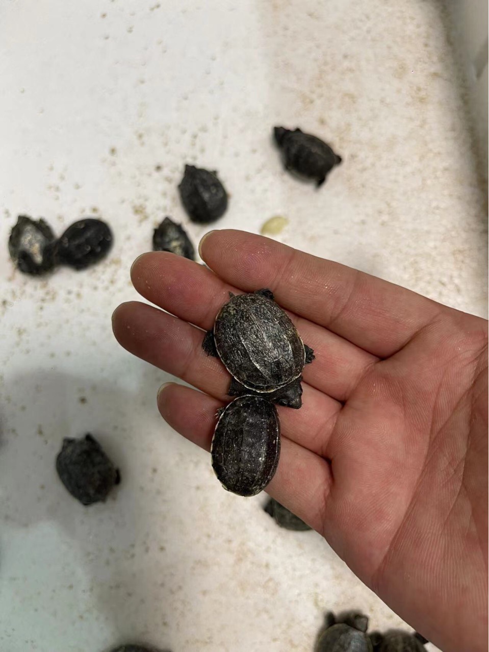 萨尔文蛋龟苗子接批发姐零售