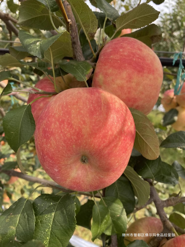 牛庆花的水果庄园新鲜水果当季秦脆苹果-阿里巴巴