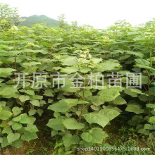 梧桐树播种小苗 东北耐寒梧桐树苗 工程苗8-20公分