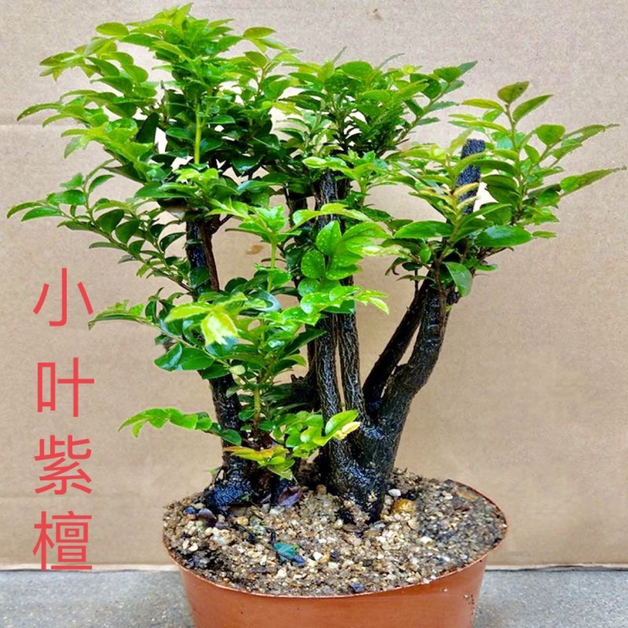 净化空气陶瓷-净化空气陶瓷厂家,品牌,图片,热帖-阿里巴巴