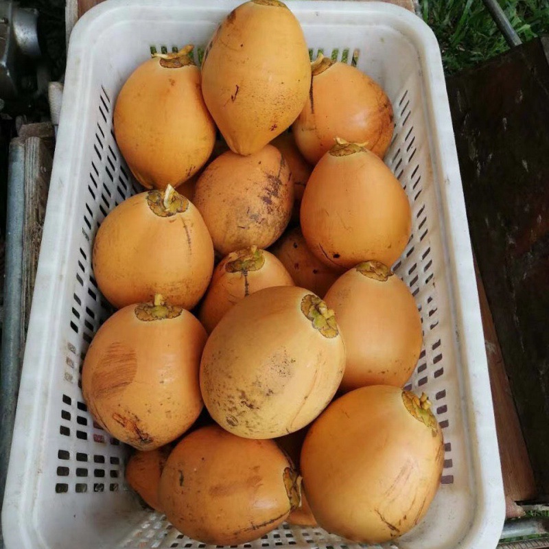 海南金椰现摘新鲜带皮椰青黄金椰子当季水果黄椰整箱
