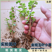 多年生玉树老桩多肉金枝玉叶绿植老桩雅乐之舞盆景盆栽玉树植物